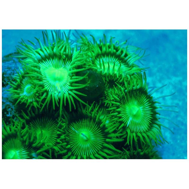 Corali Protopalythoa sp. verzi - imagine 4